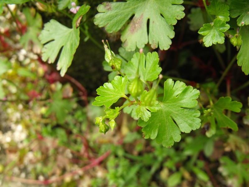 Geranium lucidum / Geranio lucido